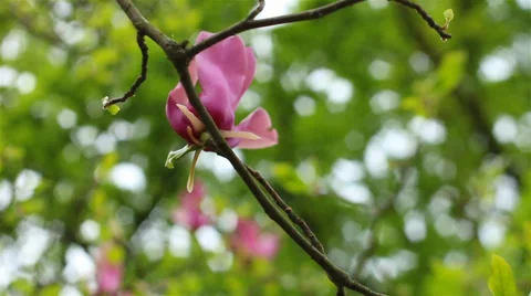 Pink Flowers on a tree Stock Footage 37656756