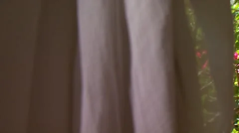 Pink flowers on tree Stock Footage 55308989