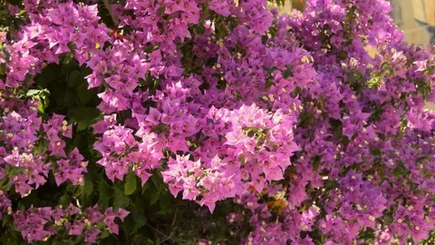 Pink Flowers On A Tree Stock Footage 79953131