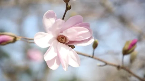 Pink flowers of a tree	 Video stock 310298810