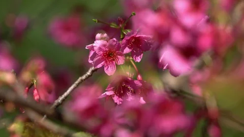 Pink flowers tree at garden in spring Video stock 100893747