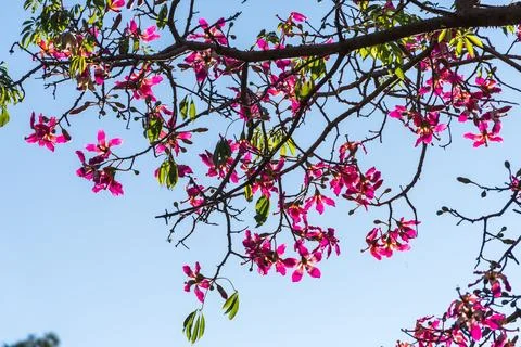 Pink flowers from a tree known as Palo Borracho, with a clear sk Stock Photos