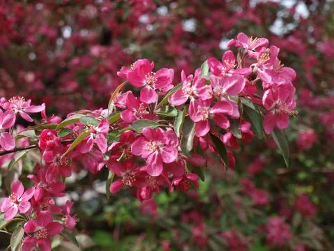 Pink flowers on a tree Stock Photos
