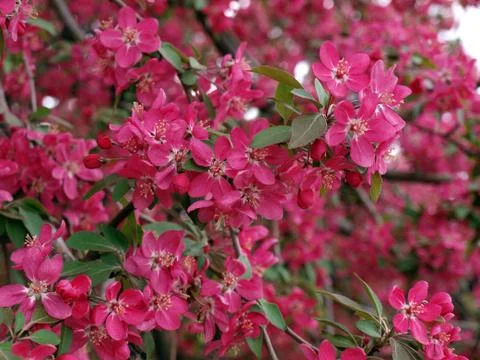 Pink flowers on a tree Stock Photos