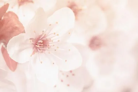 Pink flowers of a tree Stock Photos