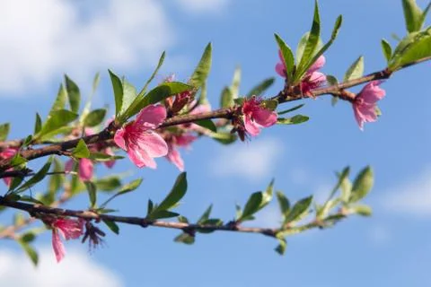 Pink flowers in the tree. Stock Photos