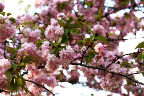 Pink flowers in a tree Stock Photos