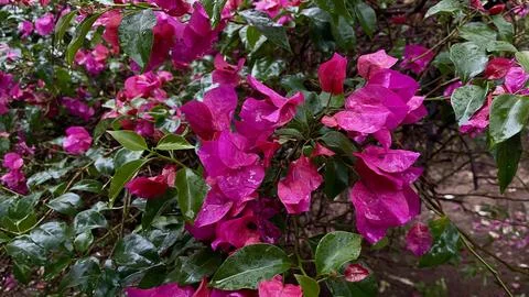 Pink flowers on the tree Stock Photos