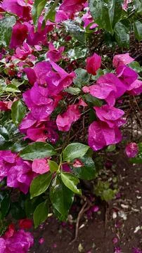 Pink flowers on the tree Stock Photos