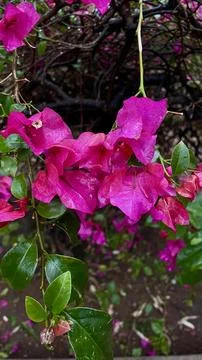 Pink flowers on the tree Stock Photos