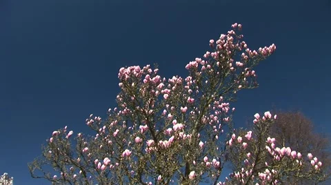 Pink flowers on a tree selective focus 스톡 동영상 40370637