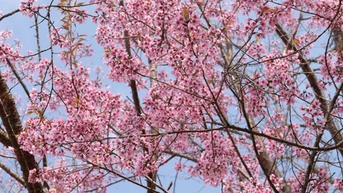 Pink flowers tree in spring on blue sky Stock Footage 102649954