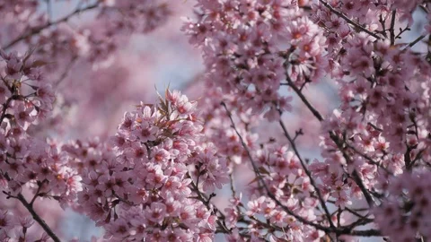 Pink flowers tree in spring Stock Footage 102360694