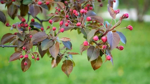 Pink flowers on the tree in spring. Video stock 127761467