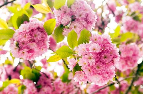 Pink flowers of tree in spring Stock Photos