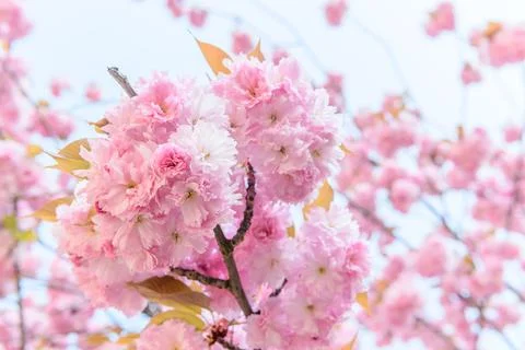 Pink flowers on a tree in spring. Stock Photos