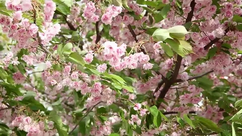 Pink flowers on a tree swinging in the wind Stock-Footage 75271394