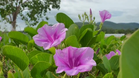 Pink flowers under sky Stock Footage 132819640