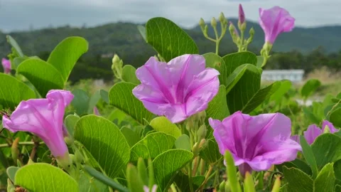 Pink flowers under sky Stock Footage 132821551