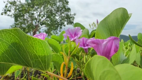Pink flowers under sky Stock Footage 132821913