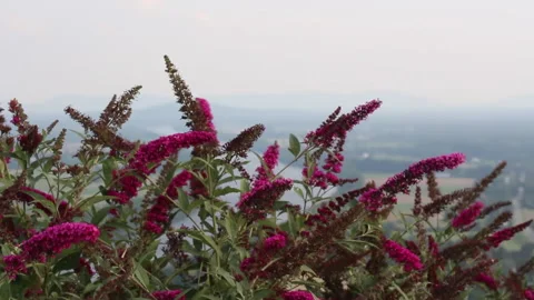 Pink Flowers Waving Chaotically in the Wind, Mountain Top Stock Footage 168784010