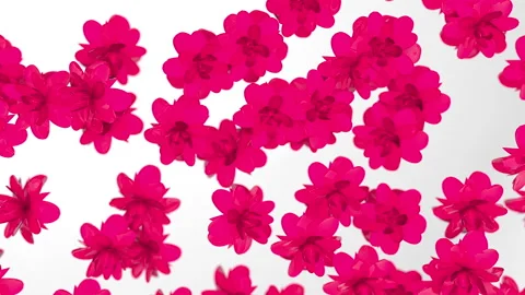 Pink Flowers On White Background Stock Footage 302355239