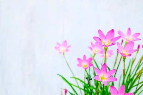 Pink flowers on a white background Stockfoto's