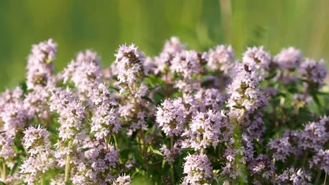 Pink flowers of wild thyme, Thymus vulgaris Stock Footage 155107089