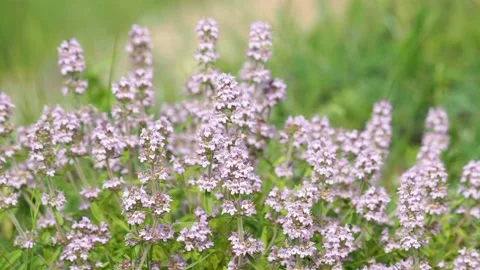Pink flowers of wild thyme, Thymus vulgaris Video stock 155333776