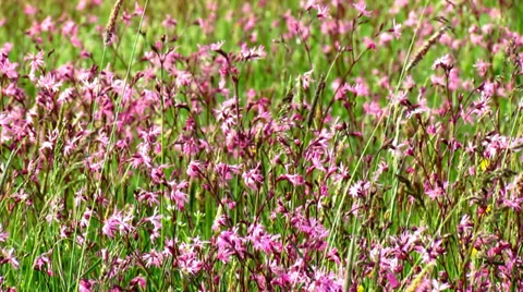 Pink flowers in wind breeze 스톡 동영상 38172974