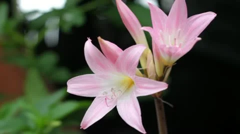 Pink Flowers in wind Stock-Footage 22147456