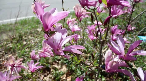 Pink Flowers in the WInd Stock Footage 23195022