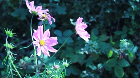 Pink Flowers in the wind Stock Footage 29163482