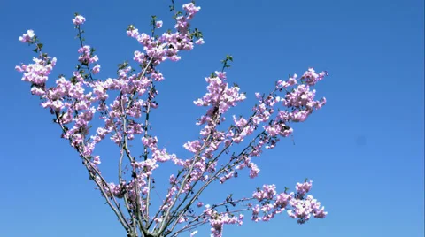 Pink flowers in the wind Stock Footage 49167703