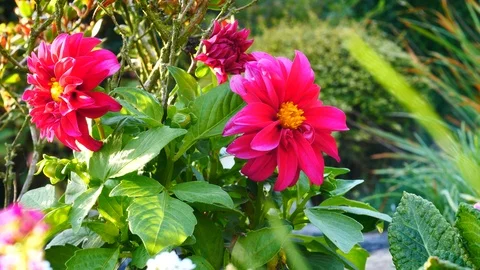 Pink flowers in wind Stock Footage 95631149
