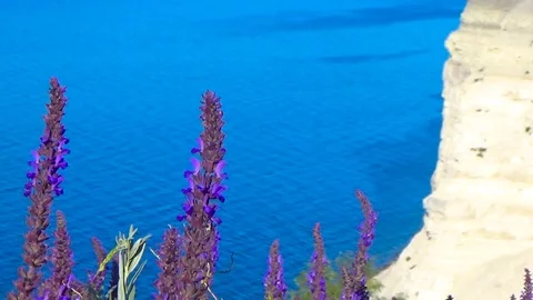 Pink flowers in the wind Video stock 114547444