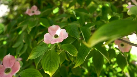 Pink Flowers in the Wind Stock Footage 196983632