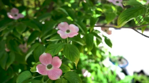 Pink Flowers in the Wind Stock Footage 196983795