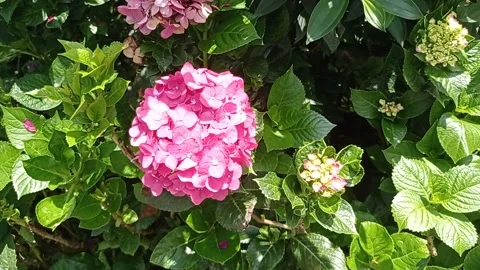 Pink Flowers in the wind Vidéo 220654101