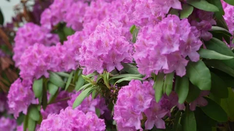 Pink Flowers in the Wind 库存影片 241867416
