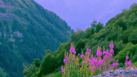 Pink flowers in the wind in the mountains Stock Footage