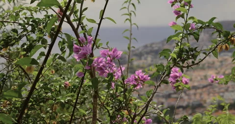 Pink flowers in the wind, ocean in the background, Madeira, 4K Stock Footage 254104323