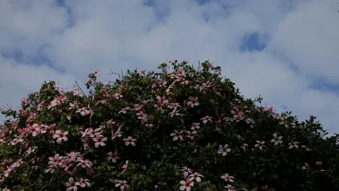 Pink flowers in wind under blue skies HD 24fps Vídeo Stock 81769898