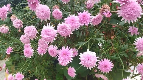 Pink flowers in the yard Stock Footage 308059385