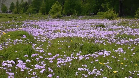 Pink flowers_1 Stock Footage 134332851