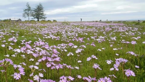 Pink flowers_2 Vídeos de archivo 134332843