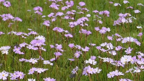 Pink flowers_3 Vídeos de archivo 134332842