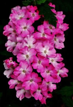 Pink flowerson a dark background. Stock Photos