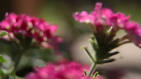 Pink flowert geranium focus change close up Stock Footage 113197053
