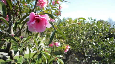 Pink flowr pan right to left Stock Footage 41336157